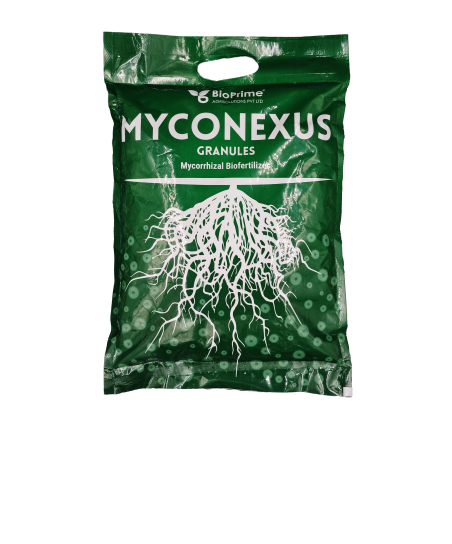 Myconexus