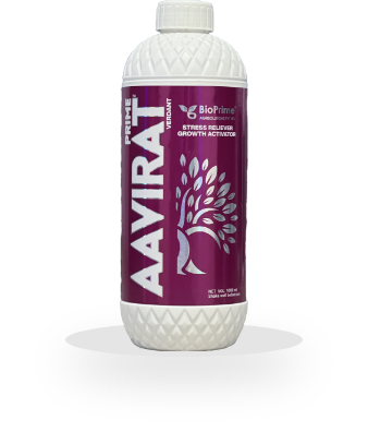 Aavirat